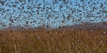 ¿Nube o plaga? Enjambre de langostas devora cultivos y cubre carreteras en Rusia