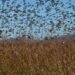 ¿Nube o plaga? Enjambre de langostas devora cultivos y cubre carreteras en Rusia