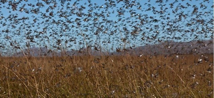 ¿Nube o plaga? Enjambre de langostas devora cultivos y cubre carreteras en Rusia