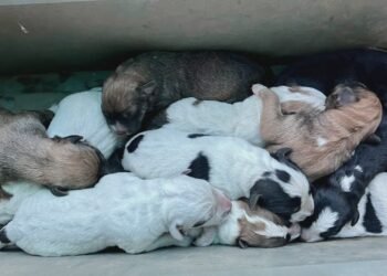 Rescatan crías abandonadas dentro de bolsas en la zona centro de Tulum