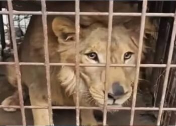¿Quién abandonó al león? Hallan al felino enjaulado dentro de una vivienda en Tamaulipas