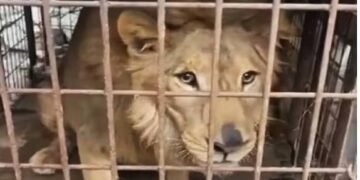 ¿Quién abandonó al león? Hallan al felino enjaulado dentro de una vivienda en Tamaulipas
