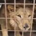 ¿Quién abandonó al león? Hallan al felino enjaulado dentro de una vivienda en Tamaulipas