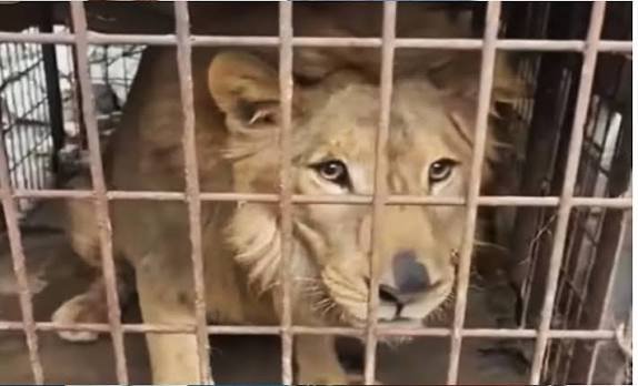 ¿Quién abandonó al león? Hallan al felino enjaulado dentro de una vivienda en Tamaulipas