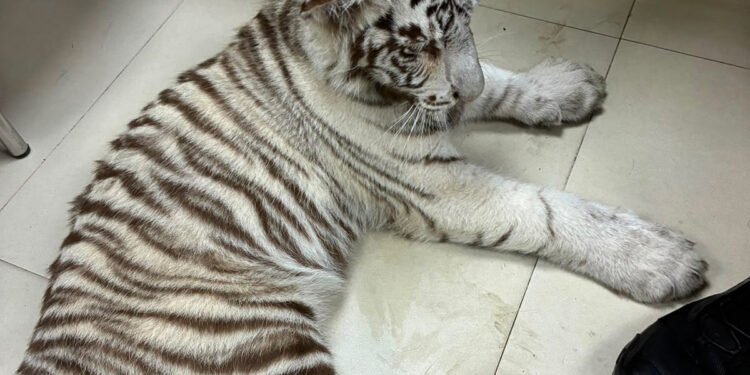 De un vehículo a Fundación Invictus: así fue el rescate de una tigresa en CDMX