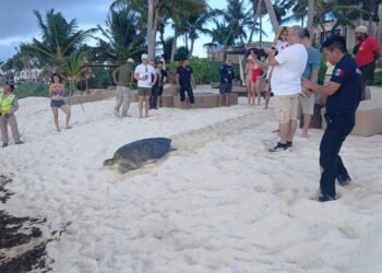 ¡Huésped inesperado en Tulum! Tortuga de 220 kilos aparece en alberca de hotel