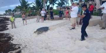 ¡Huésped inesperado en Tulum! Tortuga de 220 kilos aparece en alberca de hotel