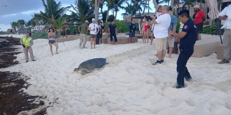 ¡Huésped inesperado en Tulum! Tortuga de 220 kilos aparece en alberca de hotel