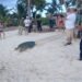 ¡Huésped inesperado en Tulum! Tortuga de 220 kilos aparece en alberca de hotel