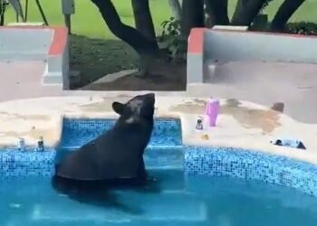 ¿Quién invitó al oso? Aparece en una fiesta de Monterrey y se da un chapuzón