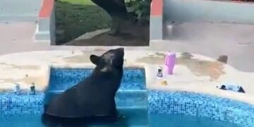¿Quién invitó al oso? Aparece en una fiesta de Monterrey y se da un chapuzón