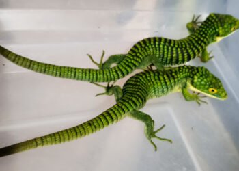 ¡Los escondieron en calcetines! Descubren intento de enviar 13 “dragones mexicanos” a Hong Kong