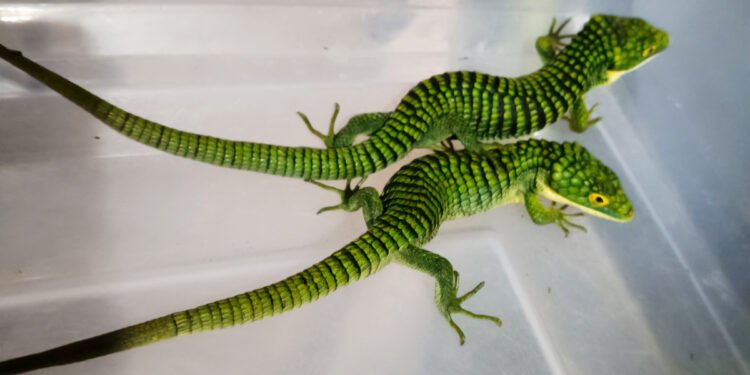 ¡Los escondieron en calcetines! Descubren intento de enviar 13 “dragones mexicanos” a Hong Kong