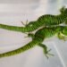 ¡Los escondieron en calcetines! Descubren intento de enviar 13 “dragones mexicanos” a Hong Kong