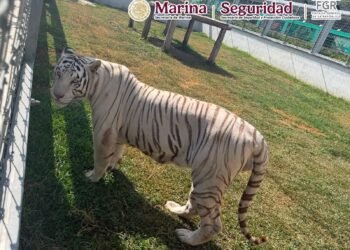 Cateo revela colección de fauna exótica: aseguran 135 animales en rancho de Tamaulipas