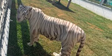 Cateo revela colección de fauna exótica: aseguran 135 animales en rancho de Tamaulipas