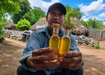 La abeja maya que vuelve a cobrar fuerza; Xunán kab impulsa comunidades del sureste
