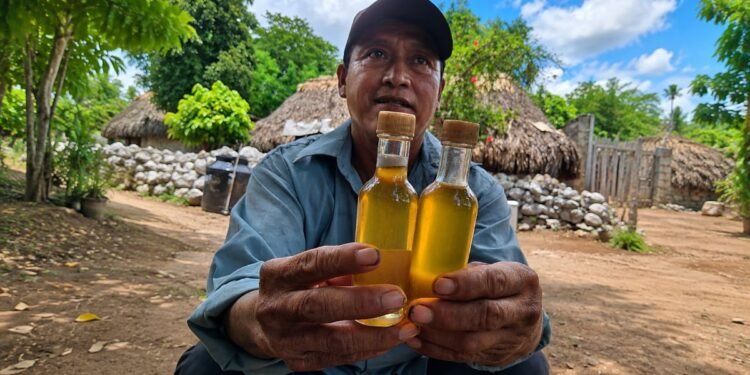 La abeja maya que vuelve a cobrar fuerza; Xunán kab impulsa comunidades del sureste