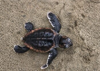 ¡Esperanza para una especie en peligro! Nacen 88 tortugas caguama en México