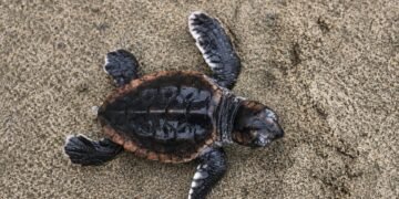 ¡Esperanza para una especie en peligro! Nacen 88 tortugas caguama en México