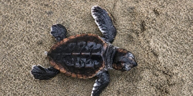 ¡Esperanza para una especie en peligro! Nacen 88 tortugas caguama en México