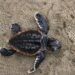 ¡Esperanza para una especie en peligro! Nacen 88 tortugas caguama en México