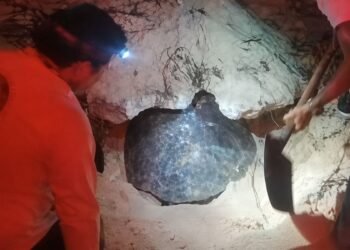 Usan gato hidráulico para salvar a tortuga verde atrapada entre rocas en Cozumel