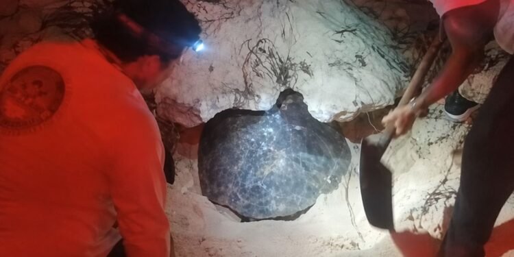 Usan gato hidráulico para salvar a tortuga verde atrapada entre rocas en Cozumel