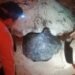 Usan gato hidráulico para salvar a tortuga verde atrapada entre rocas en Cozumel