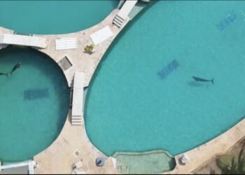 Profepa decidirá el futuro de los nueve delfines que siguen en Ventura Park