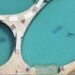 Profepa decidirá el futuro de los nueve delfines que siguen en Ventura Park