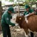 Gusano barrenador en Quintana Roo: Suman más de 1,300 casos desde el inicio de la plaga