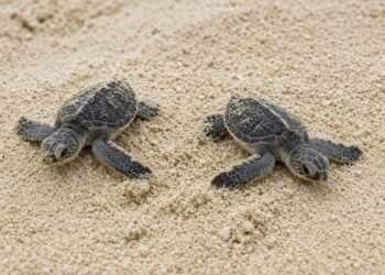 Crias de tortuga marina