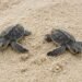 Crias de tortuga marina