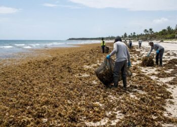 ¿Un nuevo foco de sargazo? Especialista advierte acumulación frente al Golfo de México
