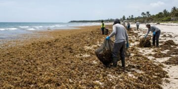 ¿Un nuevo foco de sargazo? Especialista advierte acumulación frente al Golfo de México
