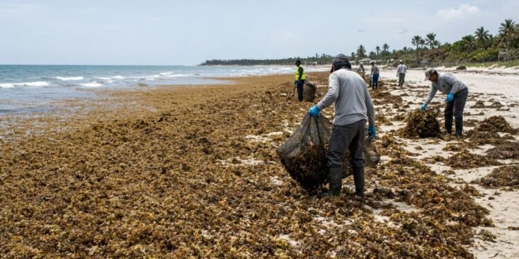 ¿Un nuevo foco de sargazo? Especialista advierte acumulación frente al Golfo de México