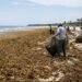 ¿Un nuevo foco de sargazo? Especialista advierte acumulación frente al Golfo de México