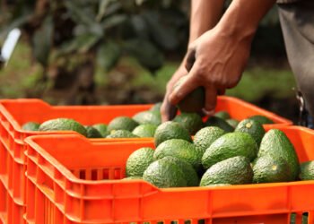 ¿Vuelve el aguacate? EU reabre parcialmente operaciones en Michoacán tras alerta de seguridad