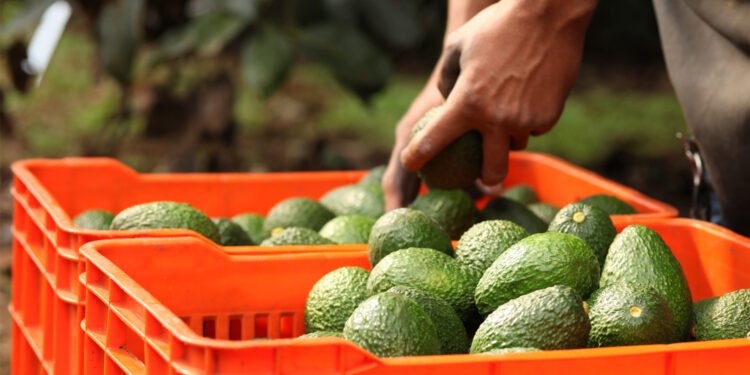 ¿Vuelve el aguacate? EU reabre parcialmente operaciones en Michoacán tras alerta de seguridad