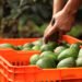 ¿Vuelve el aguacate? EU reabre parcialmente operaciones en Michoacán tras alerta de seguridad