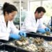 Científicas de la UNAM crían corales en laboratorio para rescatar arrecifes del Caribe