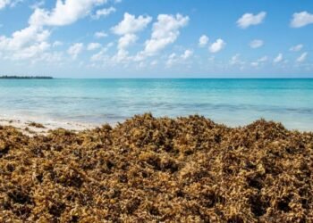 ¡Por fin! El sargazo se va de vacaciones: cae 25% y se va al Caribe del norte