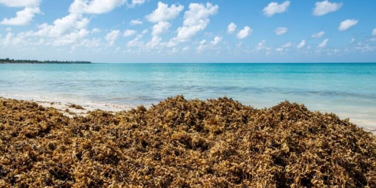 ¡Por fin! El sargazo se va de vacaciones: cae 25% y se va al Caribe del norte