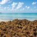 ¡Por fin! El sargazo se va de vacaciones: cae 25% y se va al Caribe del norte