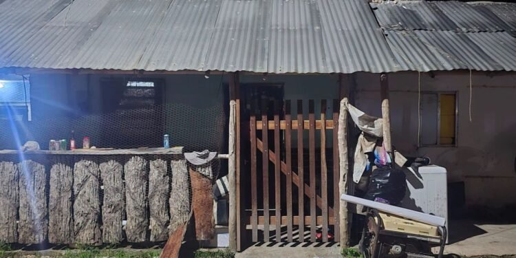 De película: hallan “invernadero” de hierba y arsenal en dos cateos en Lázaro Cárdenas