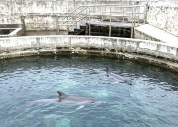 ¿Hasta cuándo? Falta de reglamento frena el traslado de delfines… de Ventura Park y el reloj sigue corriendo