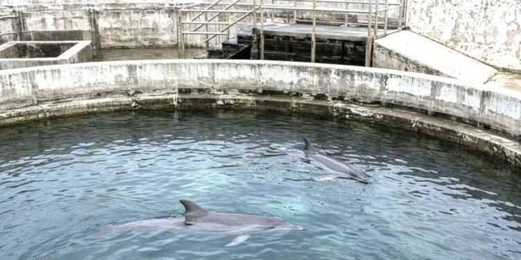 ¿Hasta cuándo? Falta de reglamento frena el traslado de delfines… de Ventura Park y el reloj sigue corriendo