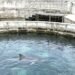 ¿Hasta cuándo? Falta de reglamento frena el traslado de delfines… de Ventura Park y el reloj sigue corriendo