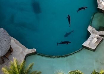 17 horas solos y con problemas de salud: así viven nueve delfines de Dolphin Discovery en Cancún